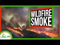 Understanding Wildfire Smoke and Its Effects