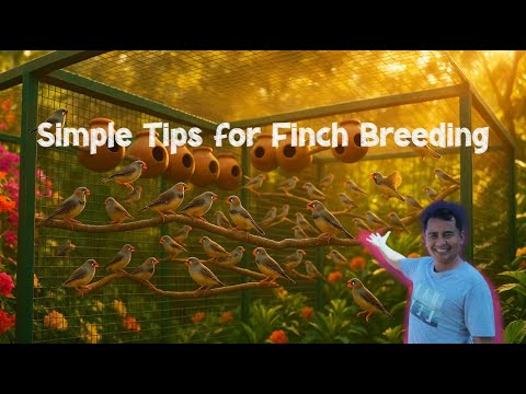 How to Breed Zebra Finches Successfully | Step-by-Step Guide for Beginners