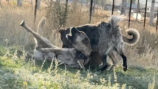 DUMAN PANİ ARASINDAKİ SAVAŞ BAŞLADI. PANİ DUMANA KAFA TUTMANIN BEDELİNİ AĞIR ÖDEYECEK