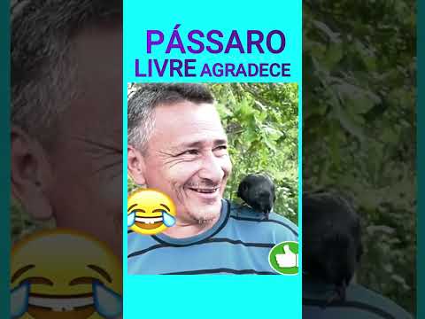 PÁSSARO FUJÃO FELIZ #shorts