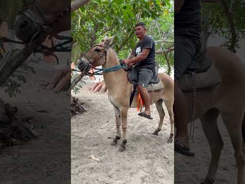 O burro e brabo #vaqueirama #vaqueiro