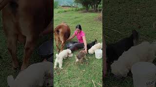 #fazenda #pecuarista #vidanaroça
