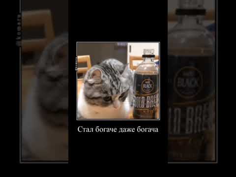 комару и ча ча ча ча ча #комару #komaru #кошка #милота #смешно #юмор #весело #кот #мем #богатство