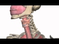 Functions of the Respiratory System