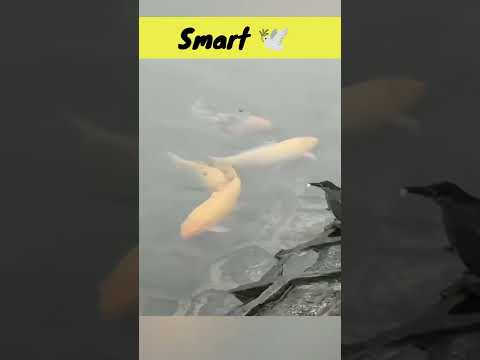 शिकार करने का बिलकुल नया तरीका ?? #shorts