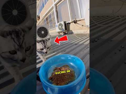 Kucing ini tidak tahu terimakasih