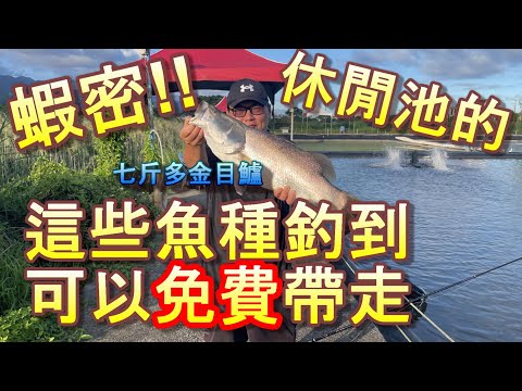 【帶回家養】休閒池釣魚竟然還能有魚能免費帶走 那阿坤怎麼能錯過呢!!(FT.八方漁-活水養殖場)