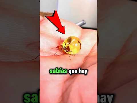 ¿Te atreverías a probar estas hormigas dulces?