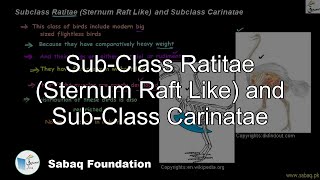 Sub-Class Ratitae (Sternum Raft Like) and Sub-Class Carinatae