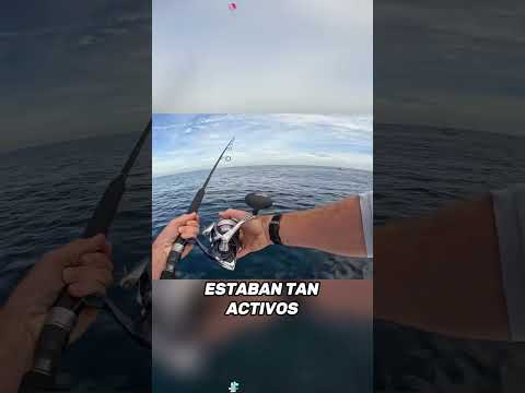 Dumped a whole bucket of raw meat into the sea!#Friendship #Us#fishing