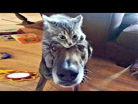 The funniest animals / Fun with cats and dogs 2024 / LA #209