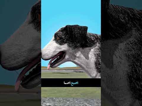 انتظار الكلب لمدة ست سنوات 🥺