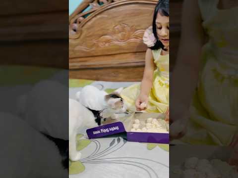 তোর মাইয়া খায় মিষ্টি আর আমি পান্তা ভাত🤐😤 #anmals #sandy #funny #foryou #pets #trending #shorts