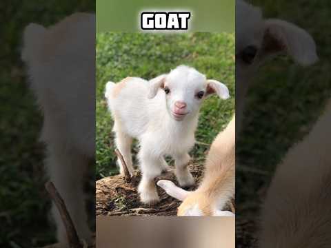 Skinwaker Disguised as animals 😳#youtubeshorts #facts #shortsfeed #shortvideo