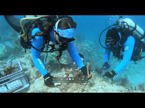 Florida Keys Coral Planting Marks 5th Anniversary of Sanctuary Reef Restoration