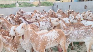 Makhi Chini Goats | Goat Farming | Chakwal Goat Farm | Chaudhary Majid Shabbir |  31 July 2025 |
