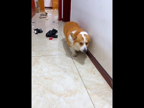 Cute Puppies ?♥ super funny Corgi ♥ #shorts #2024