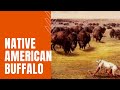 Buffalo History and Conservation