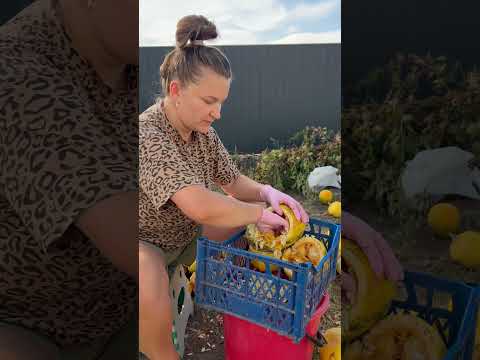 Почали витирати насіння із гарбузів сорту турка 🙂 #shortvideo #garden