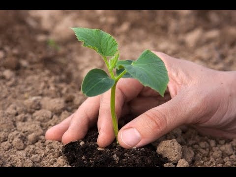 Сделайте так при посадке рассады огурцов в грунт для хорошего урожая!