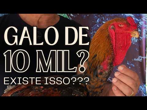 Galinha de Raça vs Galinha Comum. Qual é a melhor opção para Você?