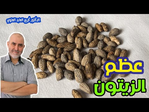 فوائد صحية لعظم الزيتون  -  الدكتور كريم العابد العلوي  -