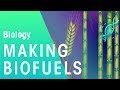 Biofuels and Their Impact