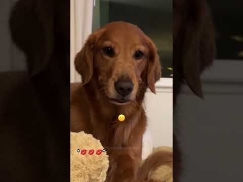 My Dog’s Reaction when I’m petting a fake dog 🐕 #dogshorts #dogreactions #funnydog #goldenretriever