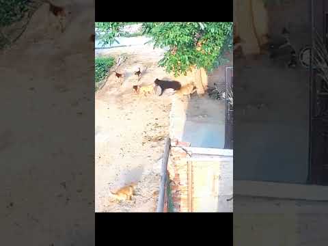 a dog trying to fend off a pack of dogs #shortvideo #song #animals #funny #shortsfeed #subscribe