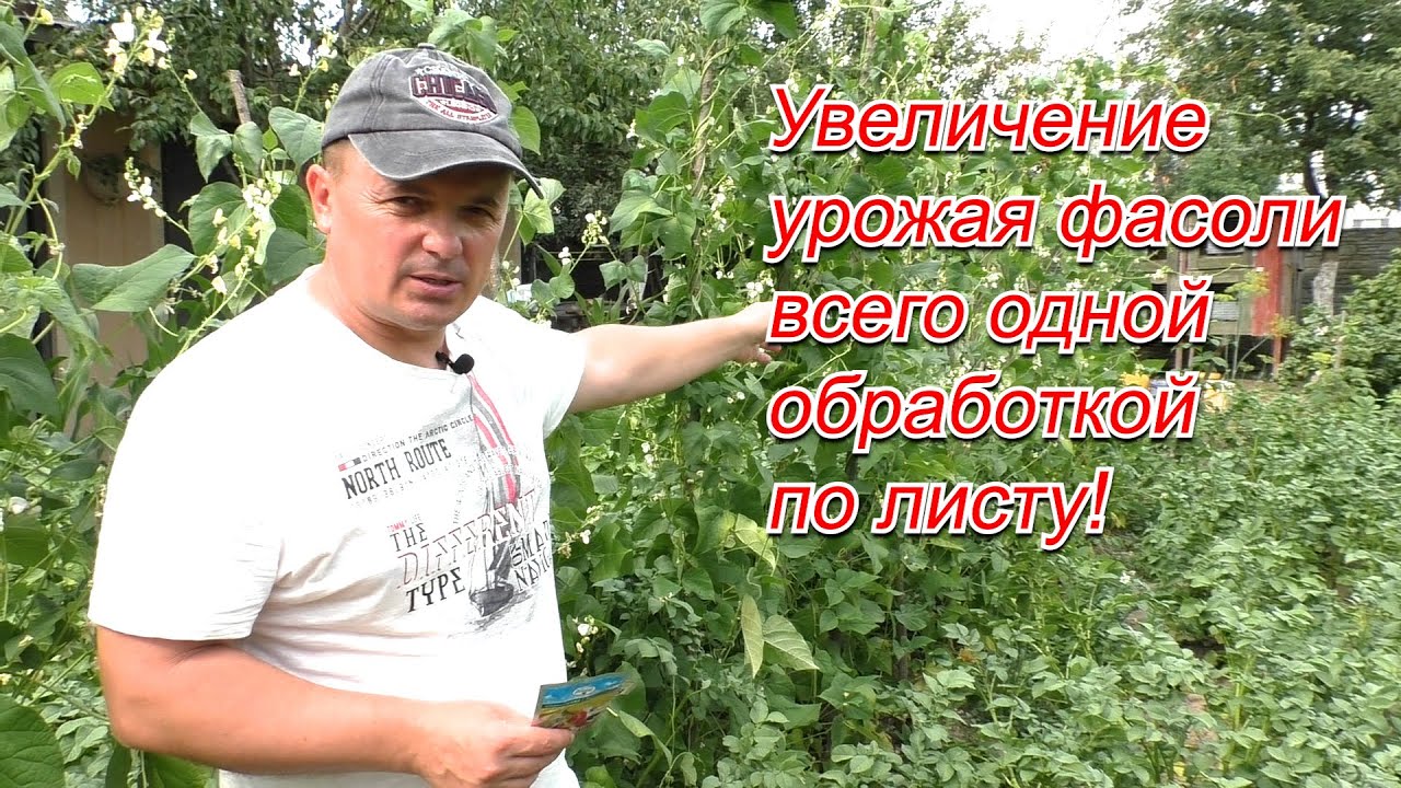 Подкормка фасоли по листу, которая реально увеличивает урожай.