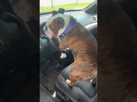 #funny #animlasfunny #funnypets #pets #funnyanimls #cutedog #funnydogs #doggys #puppy
