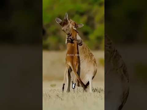 😱😱Canguru Esperta! #curiosidades #shorts #fyp #animal #mundoselvagem #animals #mundoanimal