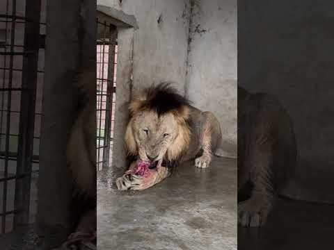 Tippo King๐ฆ๐ฆ๐ฑ๐ฑ#lion #wildcats #simmba #bigcats #youtubeshorts #zoo #Usama's Tigers