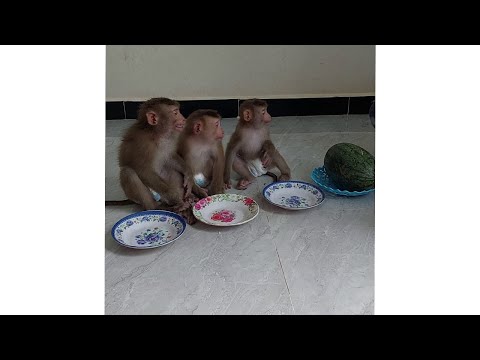 3 Obediently Waiting Mom Cut Watermelon To Eat