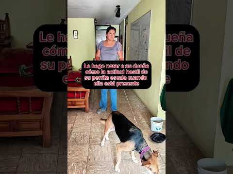 Criolla 4gr3siv4 aterroriza a los vecinos e intervengo 😱 #perros #educacioncanina #mascotas