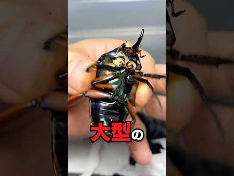 産み過ぎ注意 #カナブン #ウガンデンシス