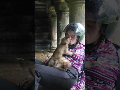 03-17-25 adorable abandoned monkey #monkey #babymonkey #wildlife