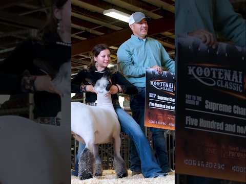American Goat Show: The Most INTENSE Competition You’ve NEVER Seen! 🐐🏆 #shorts #competition