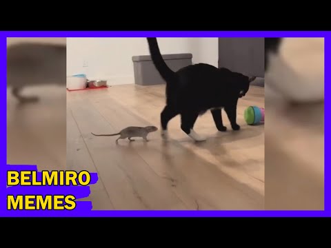 Belmiro Memes: Melhores dublagens engraçadas da semana 33