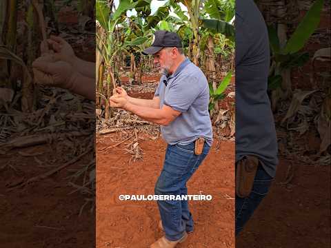 ACHANDO ÁGUA COM GALHO DE GOIABA