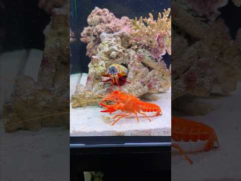 Watch our mantis shrimp chase a lobster down!๐