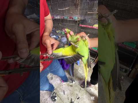 টিয়া পাখির ডা'না কে*টে দিলো🦜 ll Parrot #shorts