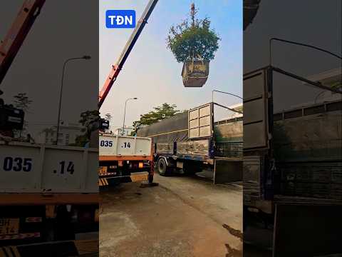 Đưa cây đi triển lãm #tamdaonui