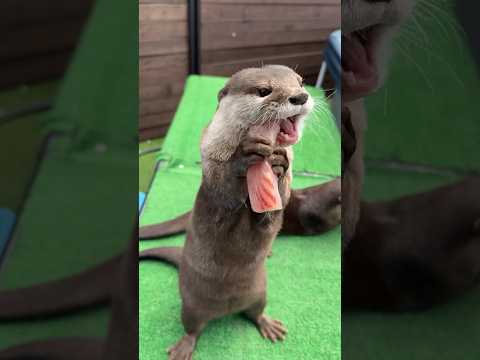 They Love Snapper😋😋 #shorts #aty #otter #WaterSausage
