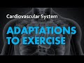Exploring Cardiovascular Adaptations to Exercise