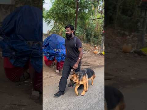ഒരു ചുക്കും ചെയ്യാൻ കഴിയില്ല 🔥 #germanshepherd #trending #offleashlife #dog #shorts #viral