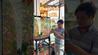 Thay hồ cá mới #bettasales #ngocdiemaquarium #baoiba #sivaca #viral