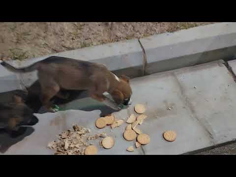 going to feed my cutest 😍 street dogs browni 🐕 moon 🐕 and others at night 🌙 @animals1_2_3andfun