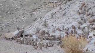 طبیعت و اکوسیستم طبیعی، تهیو و کبگ