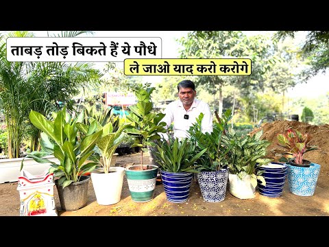 इन Plants का तोड़ आज तक किसी Gardener/Nursery के पास नहीं है !